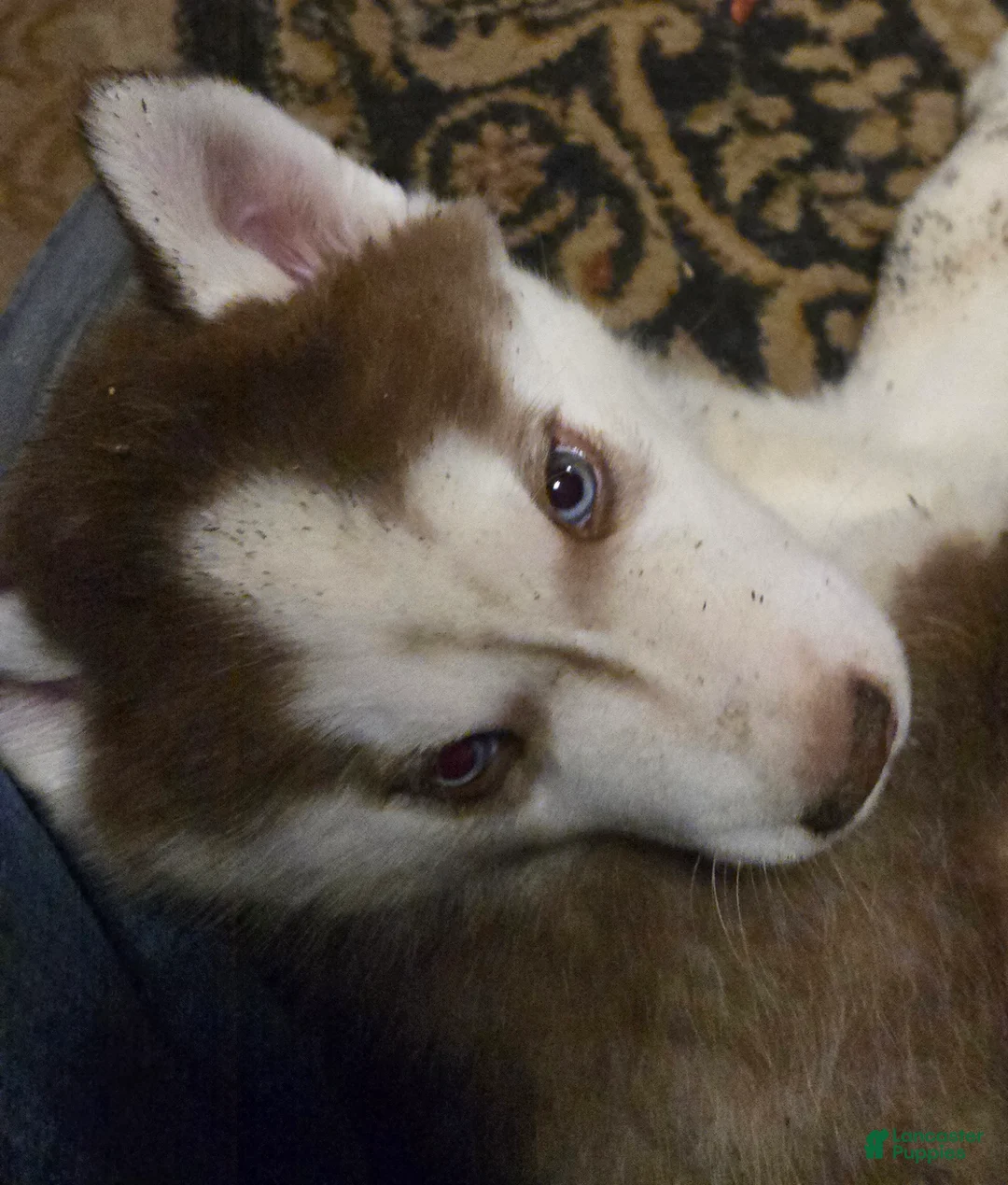 Siberian Husky dogs for sale: Henry - Ad 3