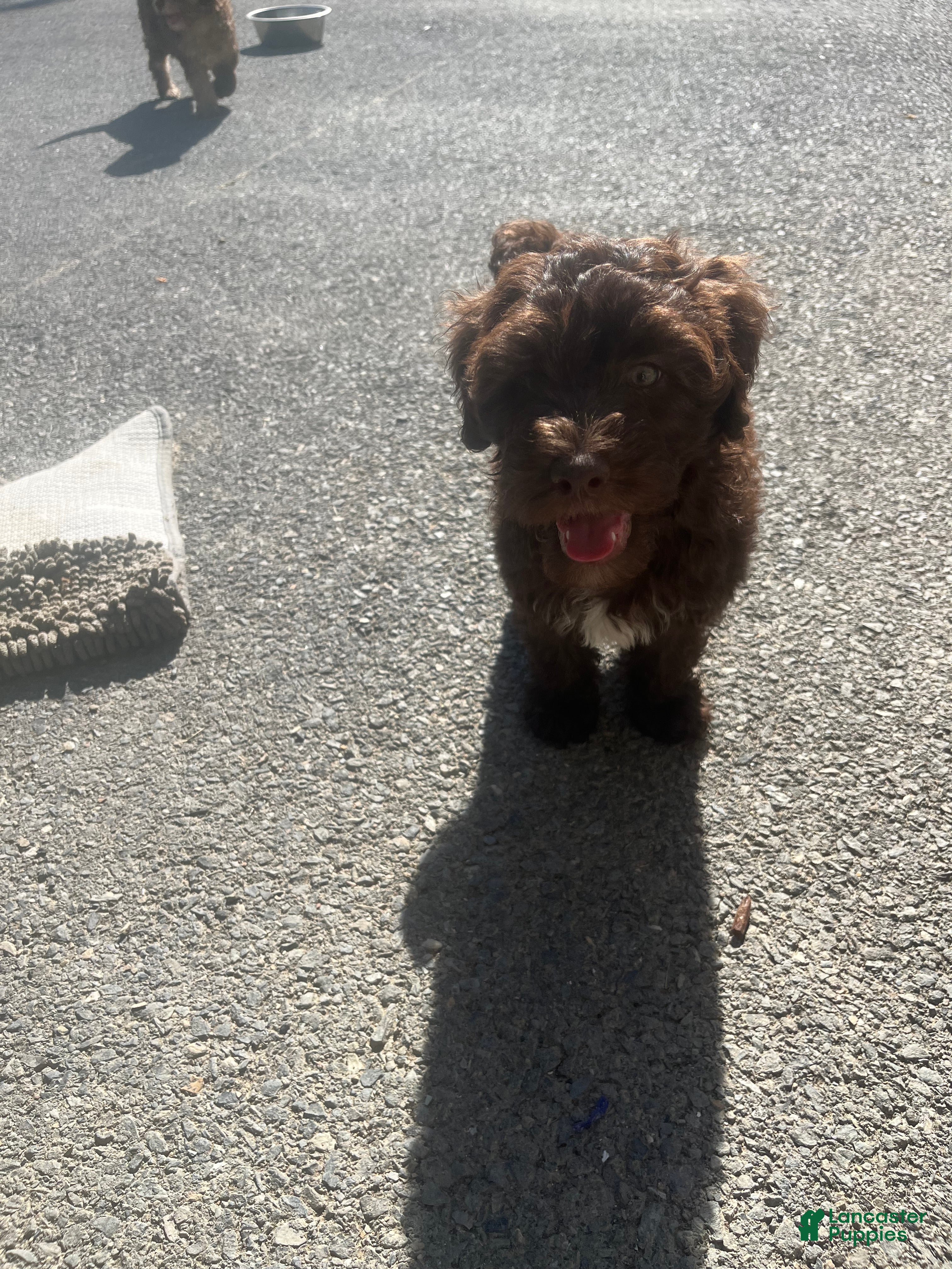 Miniature Labradoodle dogs  - JAX No white chin - Ad 2