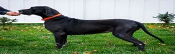 Great Dane dogs for sale: Charles - Ad 9