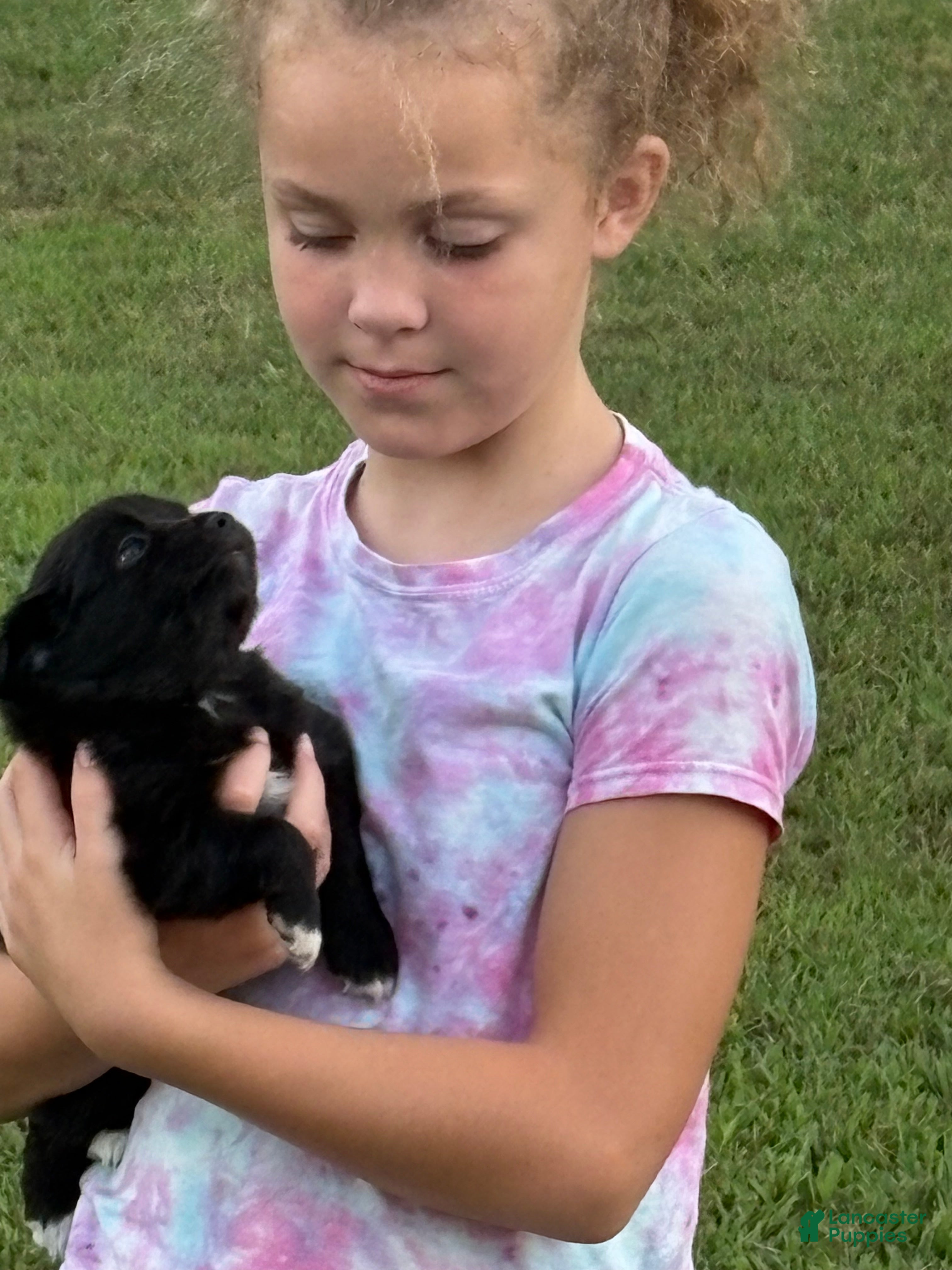 Toy Australian Shepherd dogs Wendy - Ad 2