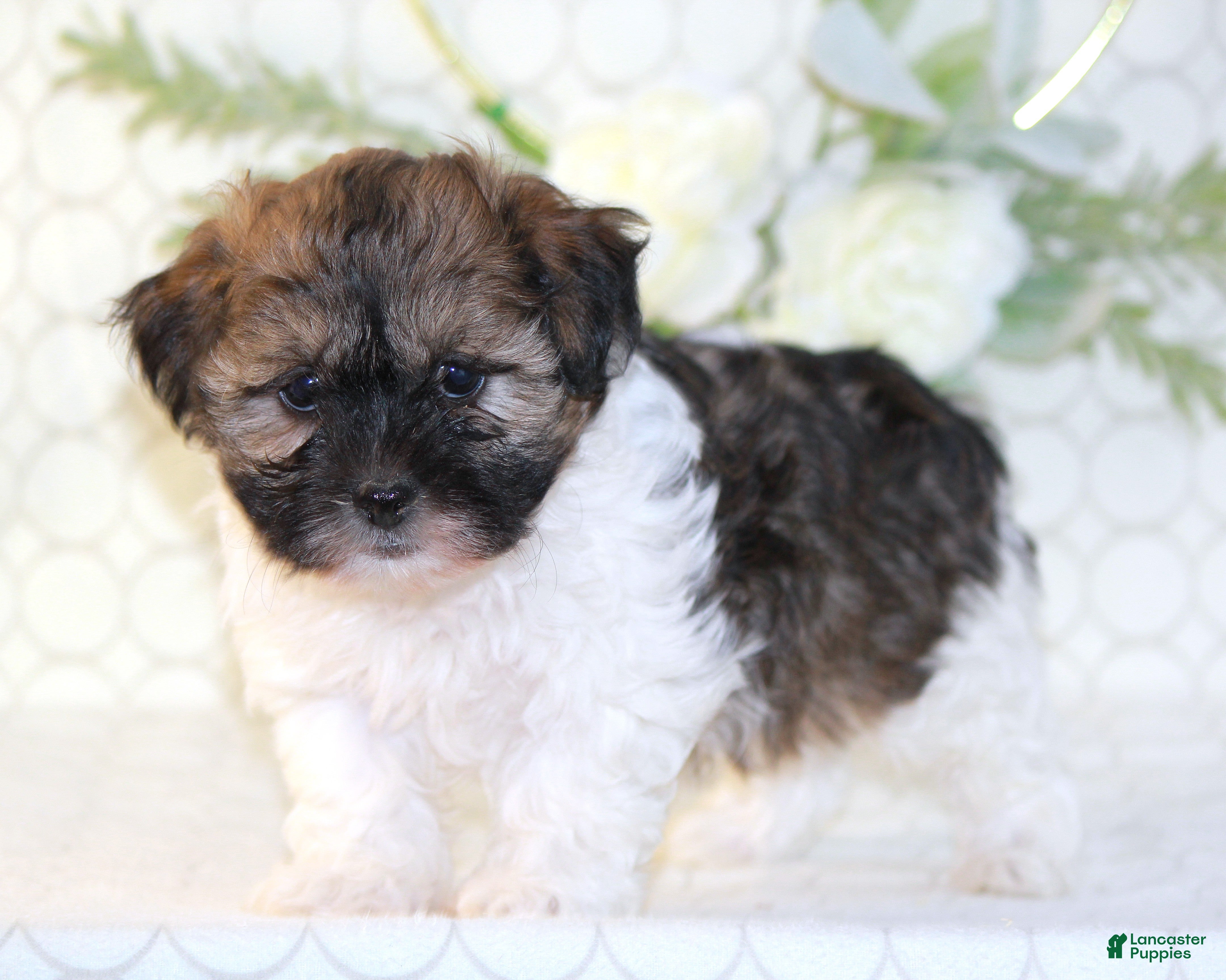 Shihpoo dogs Remmy - Ad 2