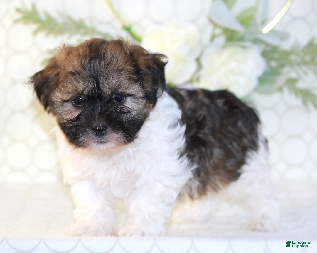 Shihpoo dogs for sale: Remmy - Ad 2
