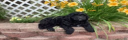 Mini Goldendoodle dogs for sale: Bentley - Ad 3