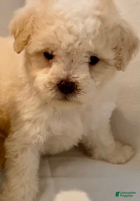 Maltipoo dogs Bella - Ad 11