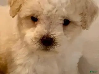 Maltipoo dogs Bella - Ad 11