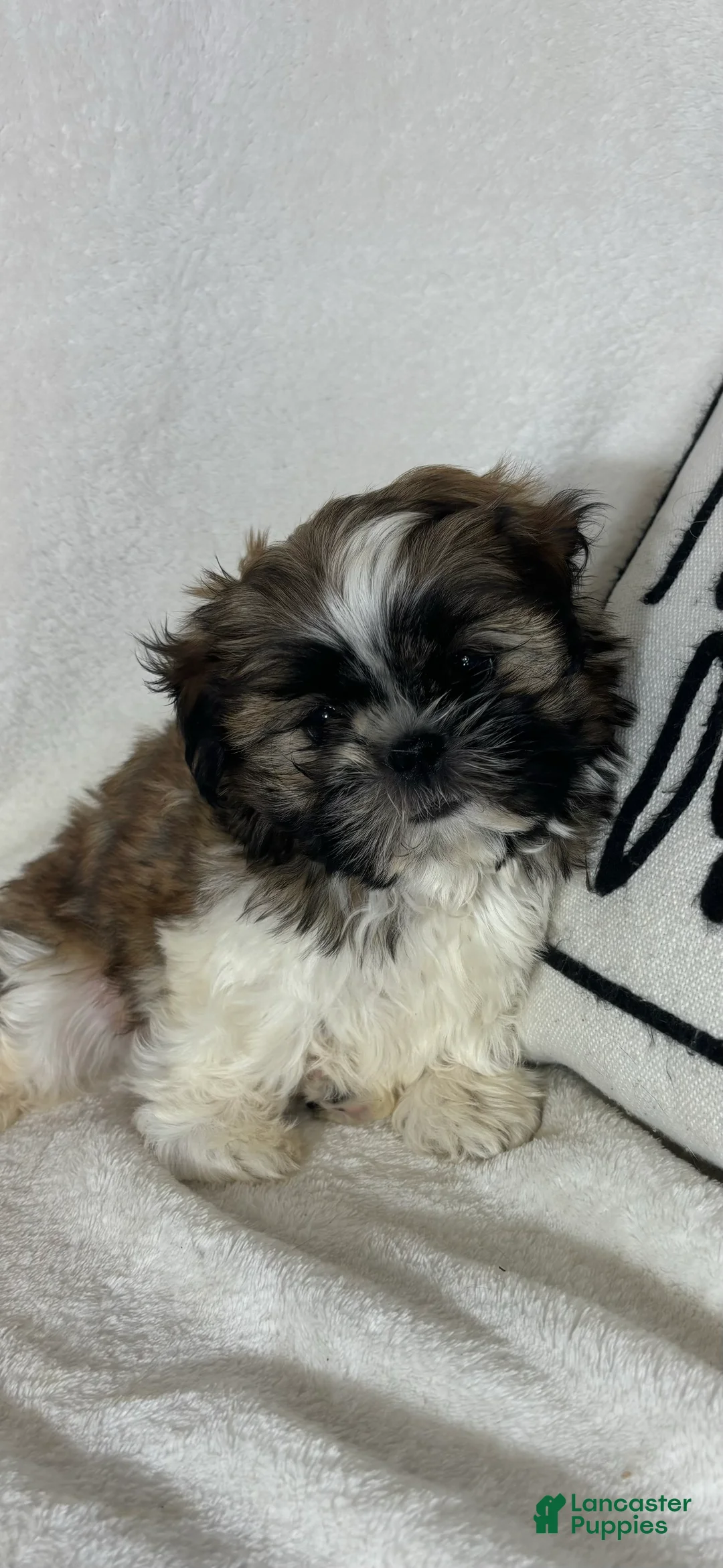 Shih Tzu dogs for sale: Skittle - Ad 2
