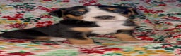 Greater Swiss Mountain Dog dogs for sale: Holly Jolly  - Ad 3