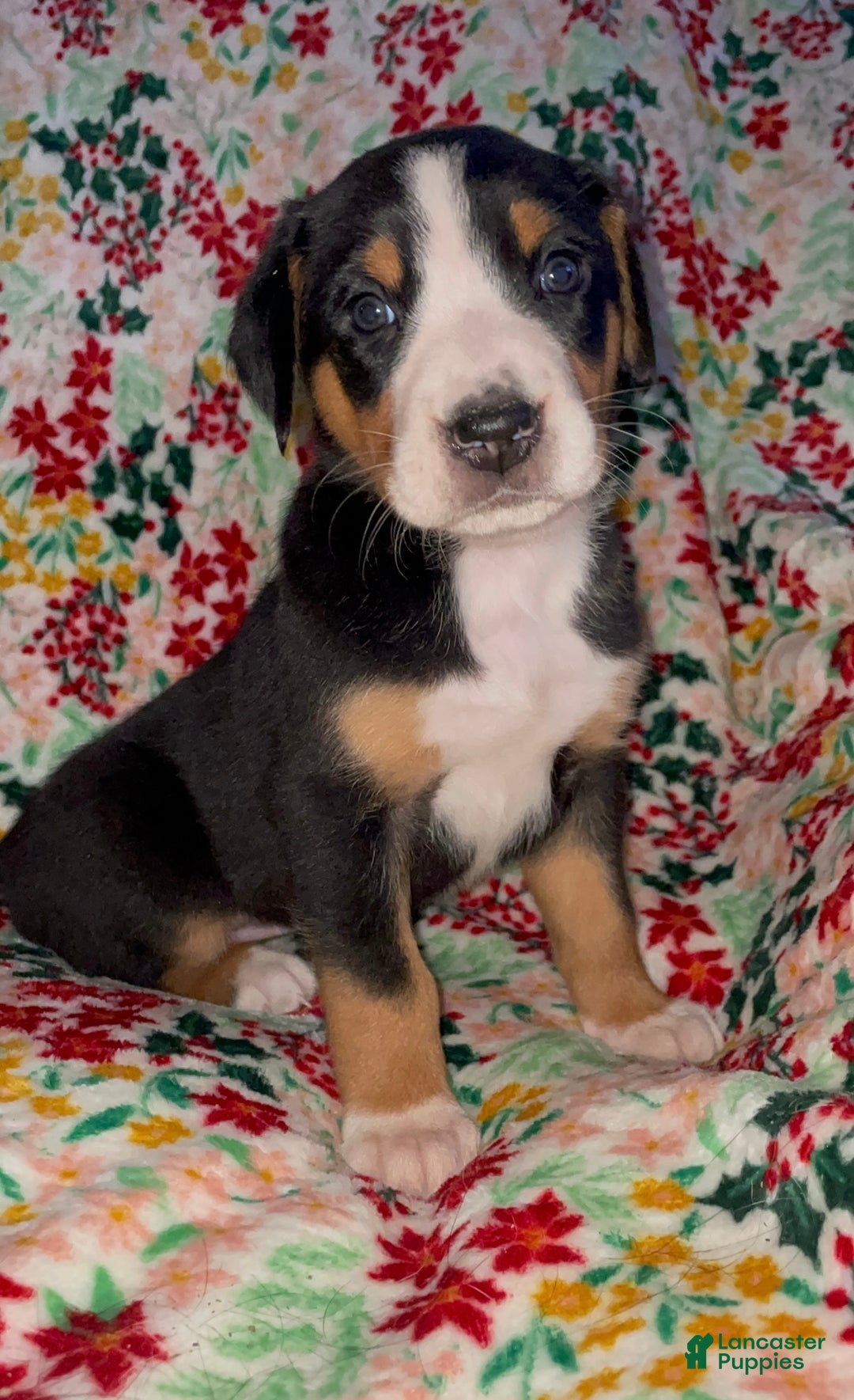 Greater Swiss Mountain Dog dogs for sale: Holly Jolly  - Ad 3