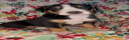 Greater Swiss Mountain Dog dogs for sale: Holly  - Ad 9