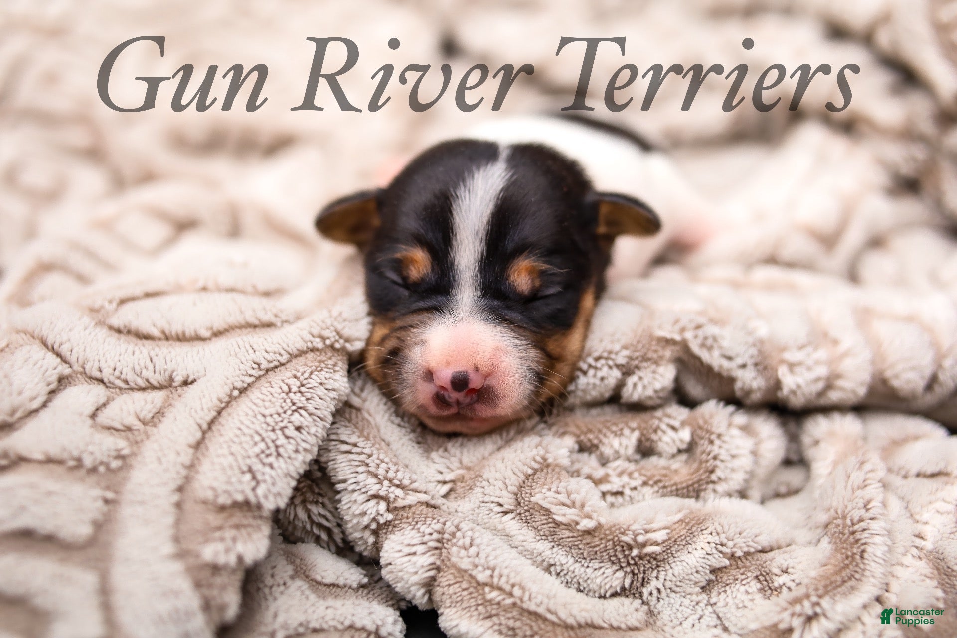 Rat Terrier