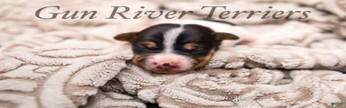 Rat Terrier 3