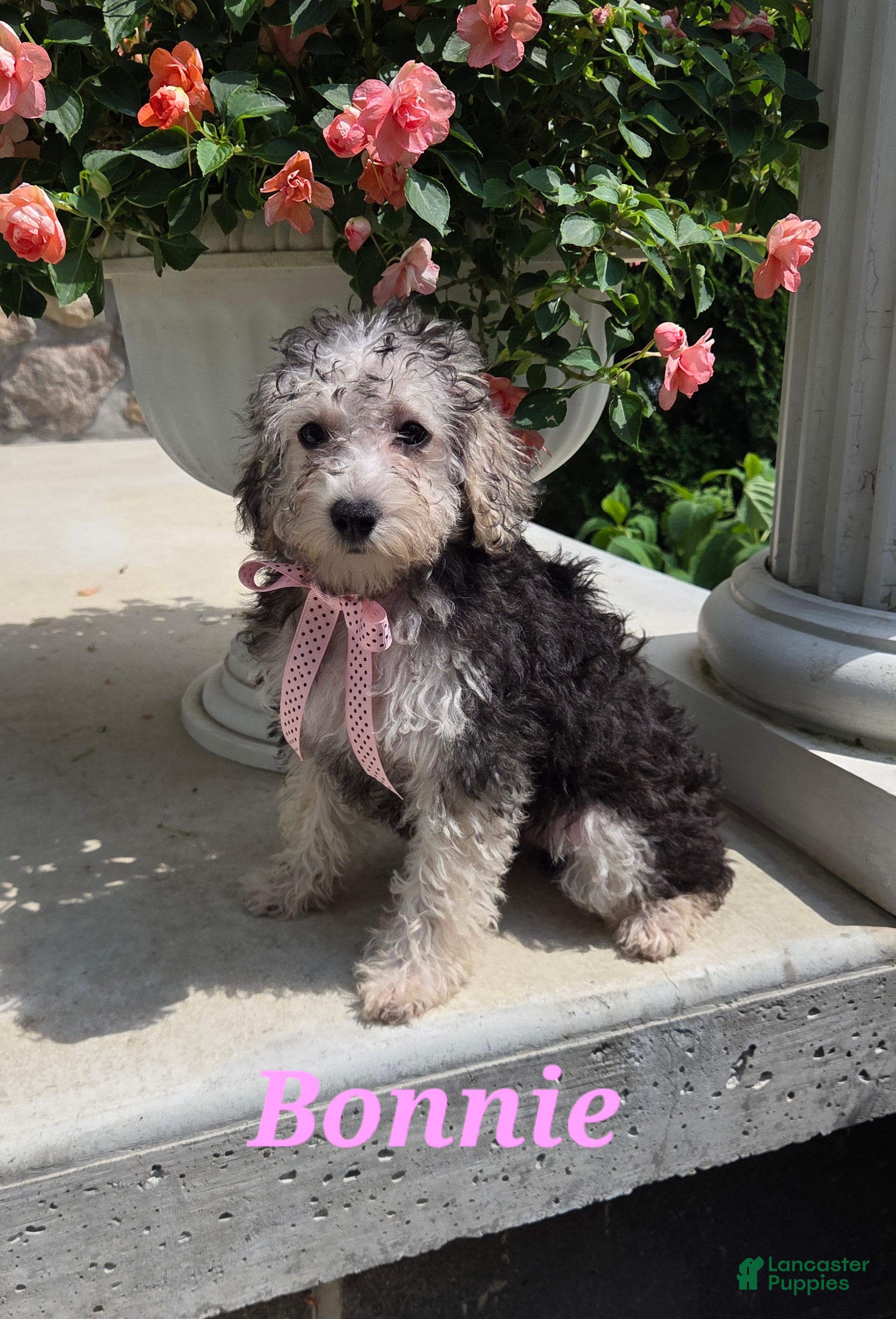 Yorkiepoo dogs Bonnie - Ad 34