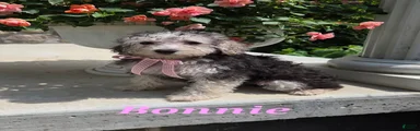 Bonnie