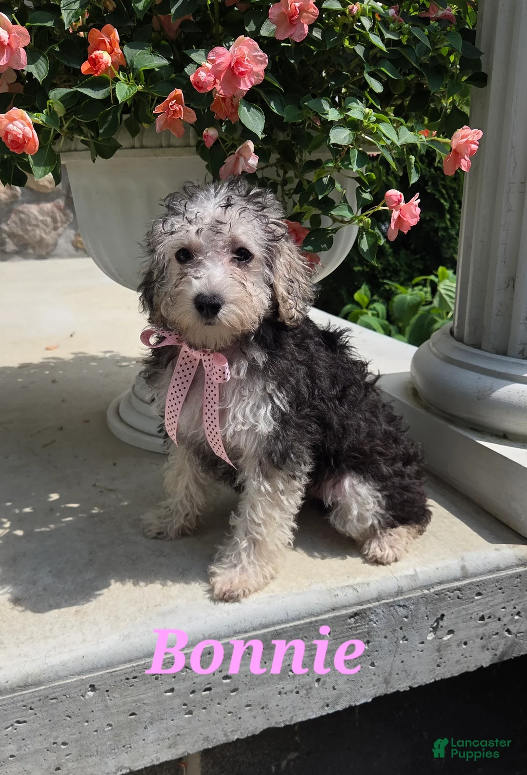 Yorkiepoo dogs for sale: Bonnie - Ad 1