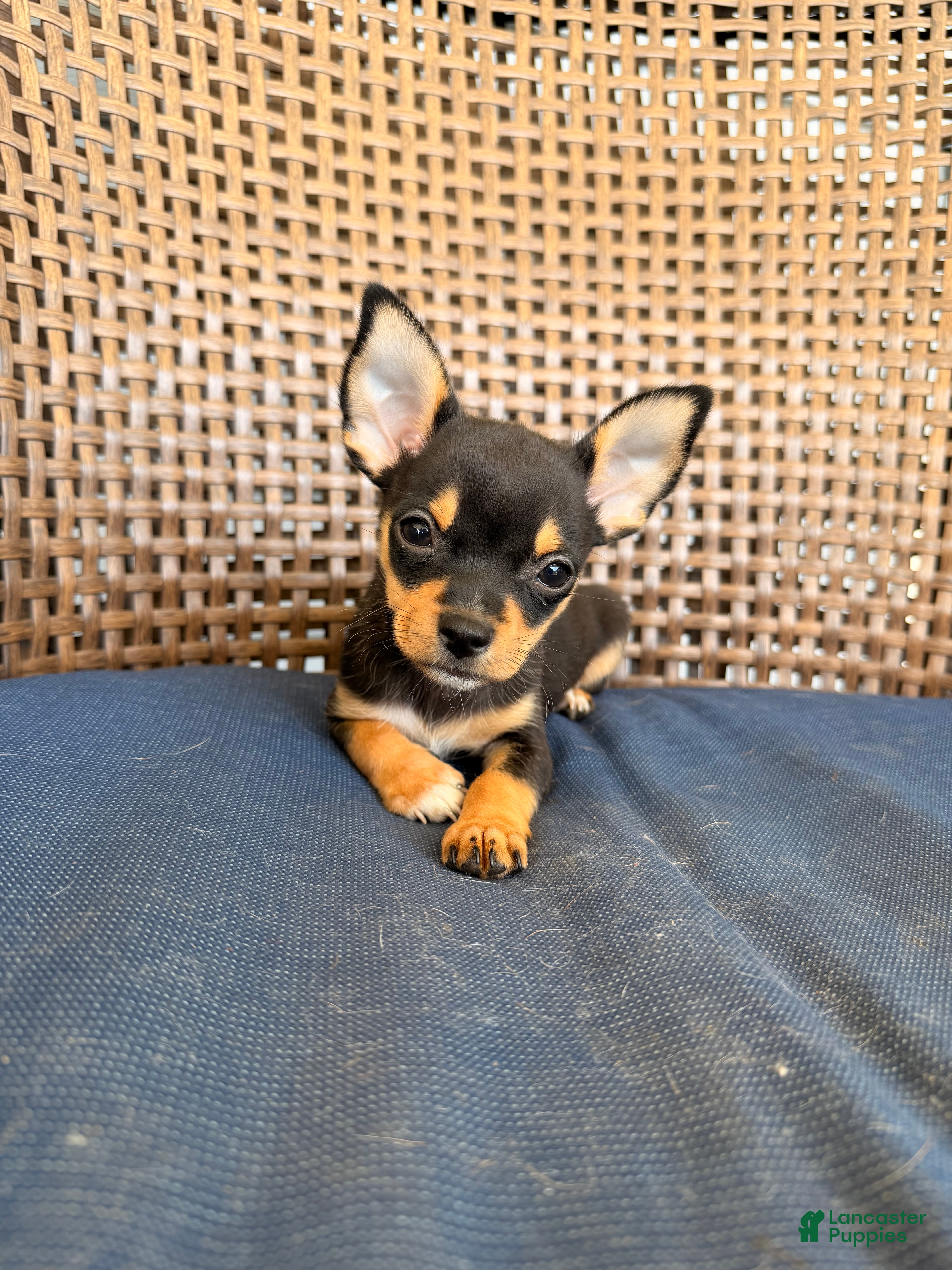 Chihuahua dogs Margerine  - Ad 2