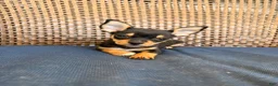 Chihuahua dogs for sale: Margerine  - Ad 2