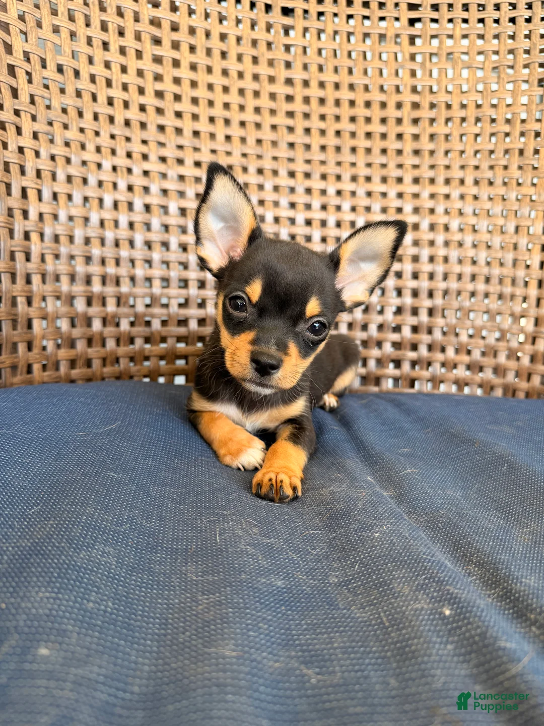 Chihuahua dogs for sale: Margerine  - Ad 2