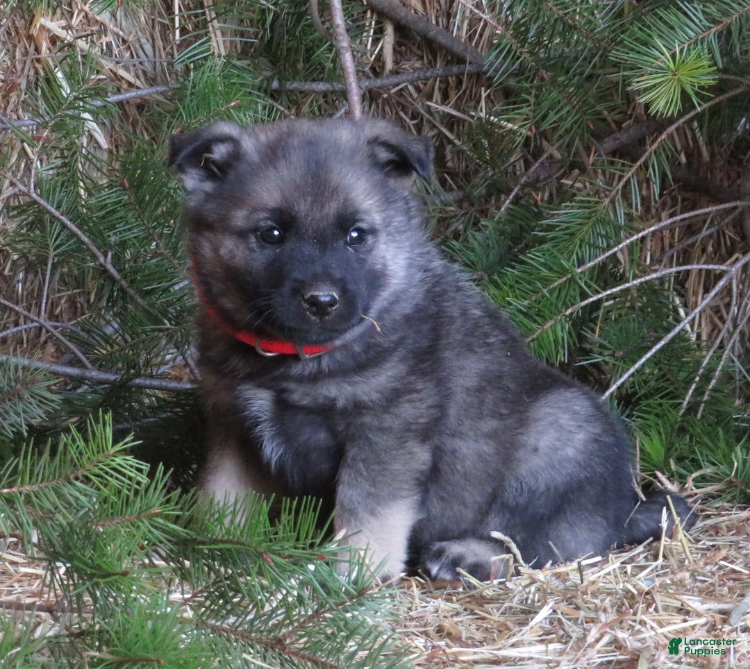 Norwegian Elkhound dogs for sale: Dimple - Ad 1