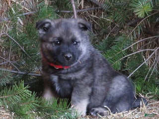 Norwegian Elkhound dogs Dimple - Ad 15