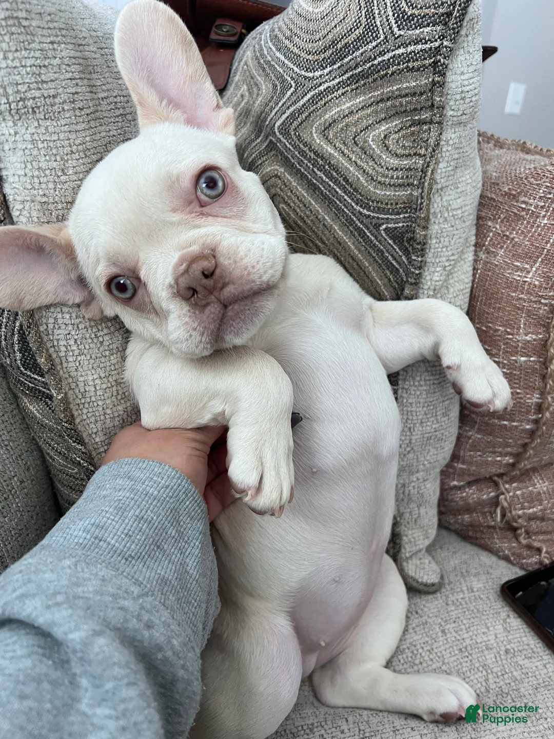 French Bulldog dogs for sale: French Bulldog Puppy 7/Winter - Ad 1