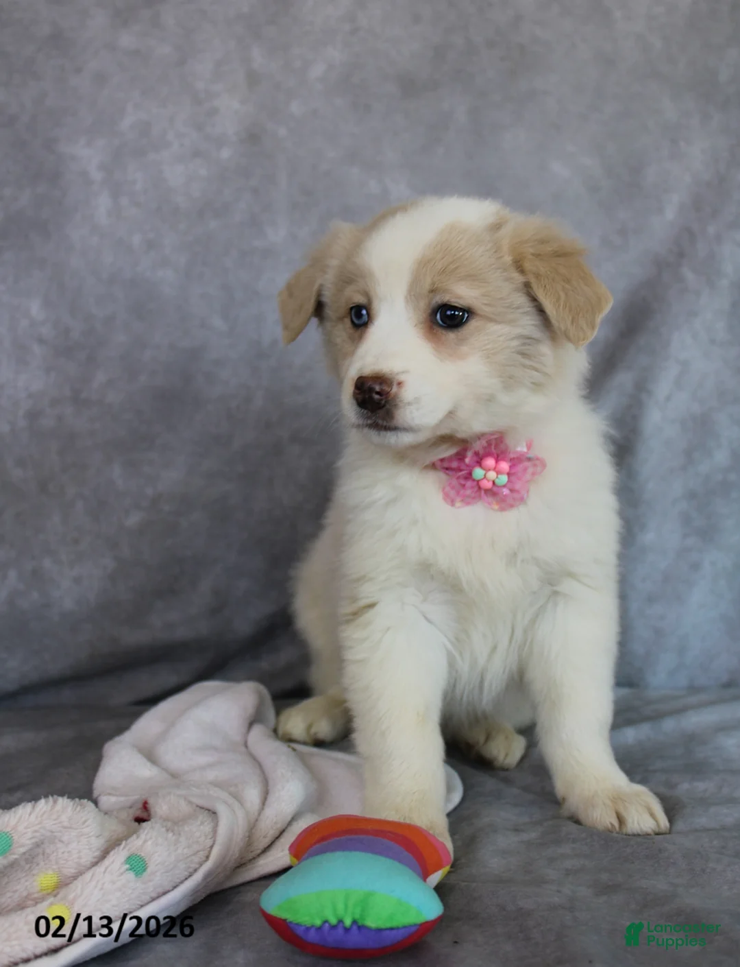 Mixed Breed dogs for sale: Amber - Ad 5