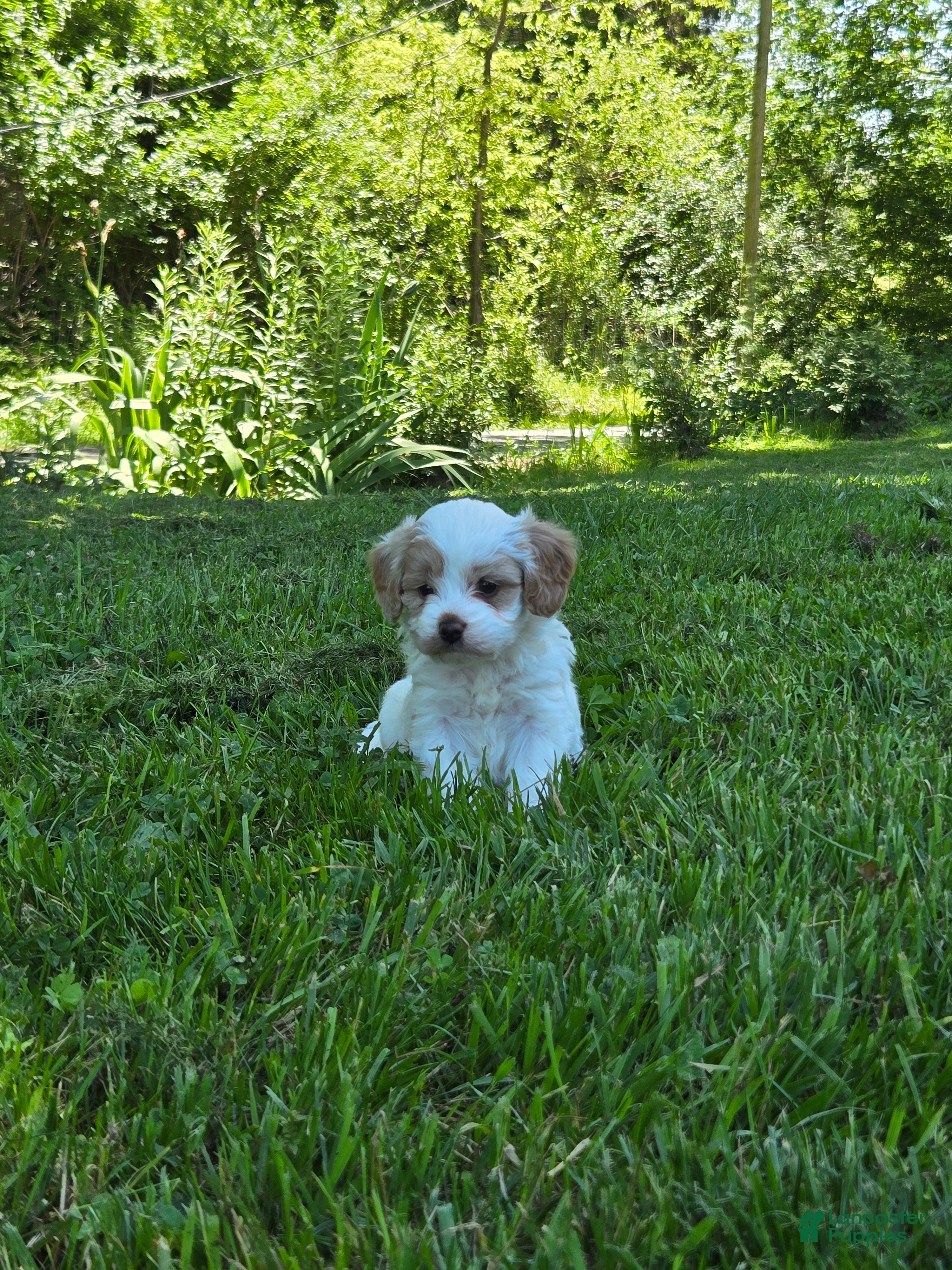 Cavapoo dogs Winston  - Ad 2