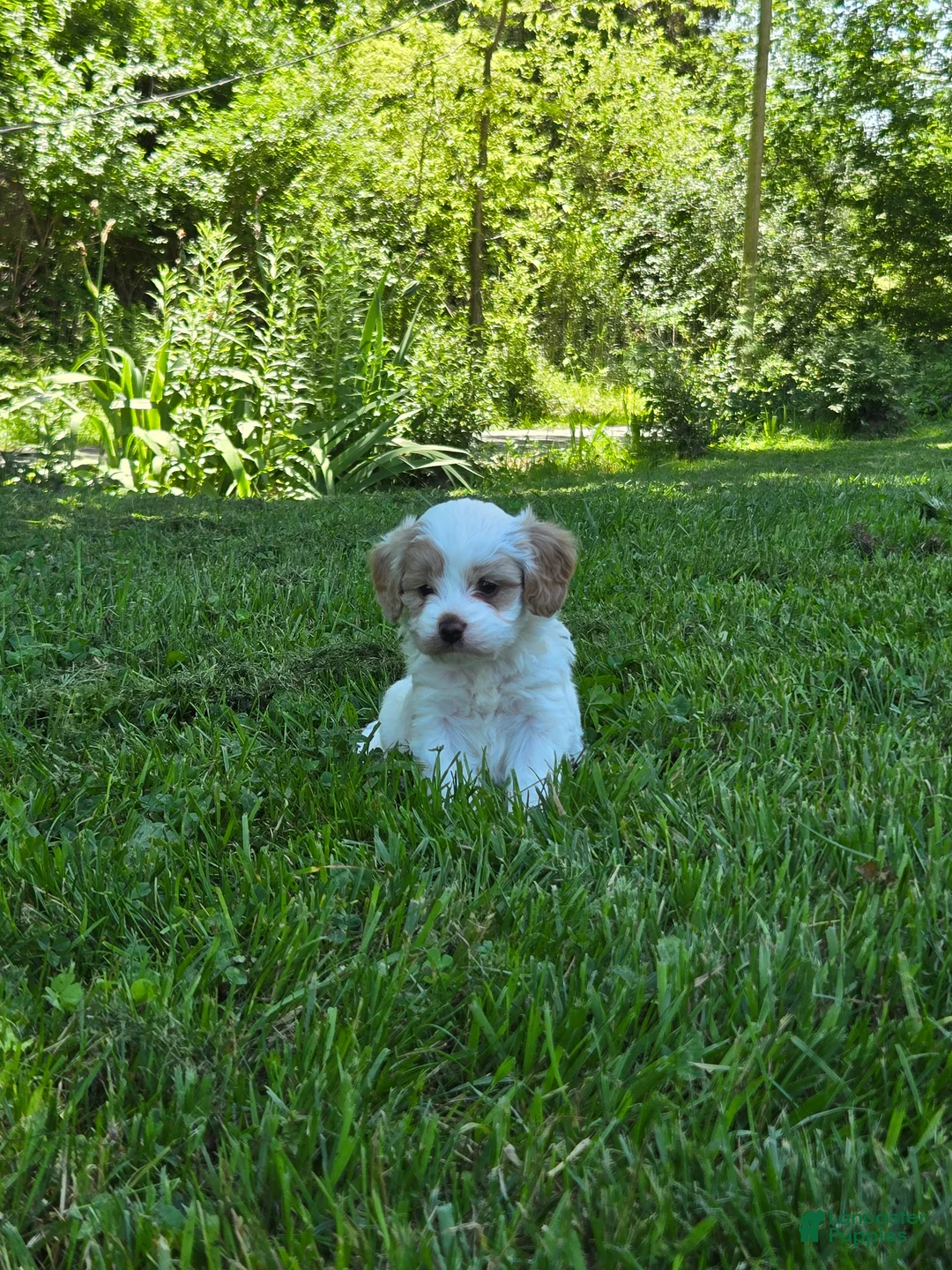 Cavapoo dogs for sale: Winston  - Ad 2