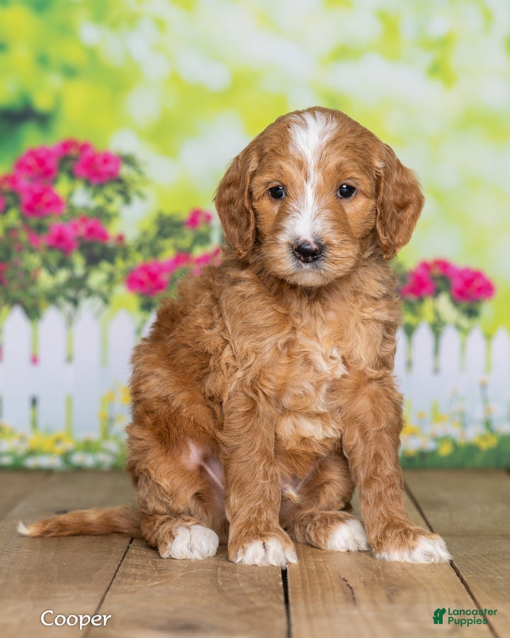 Goldendoodle dogs Cooper - Ad 1