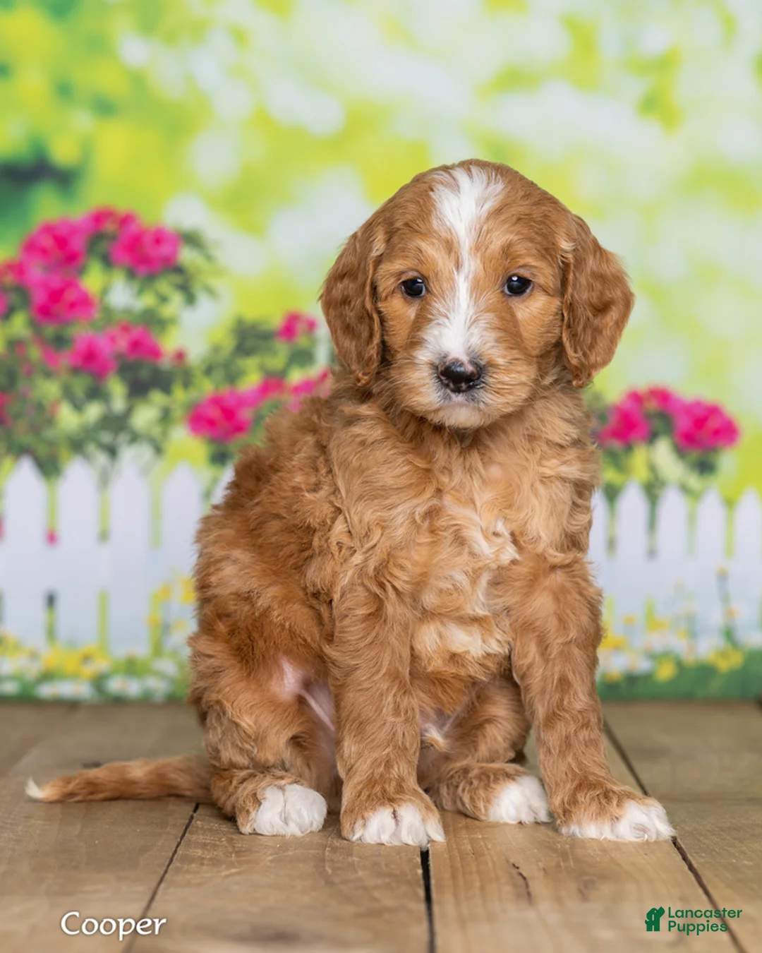 Goldendoodle dogs for sale: Cooper - Ad 1