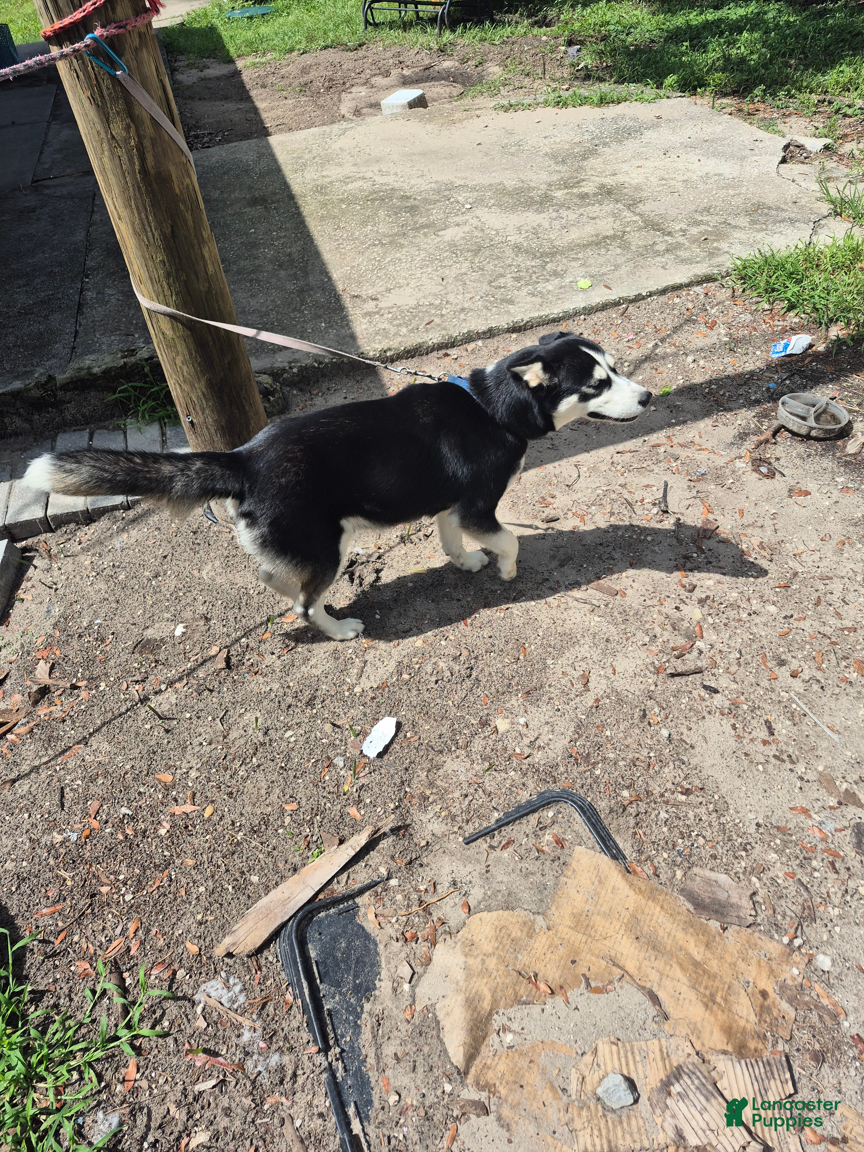 Mixed Breed dogs Mixed Breed 6 - Ad 28
