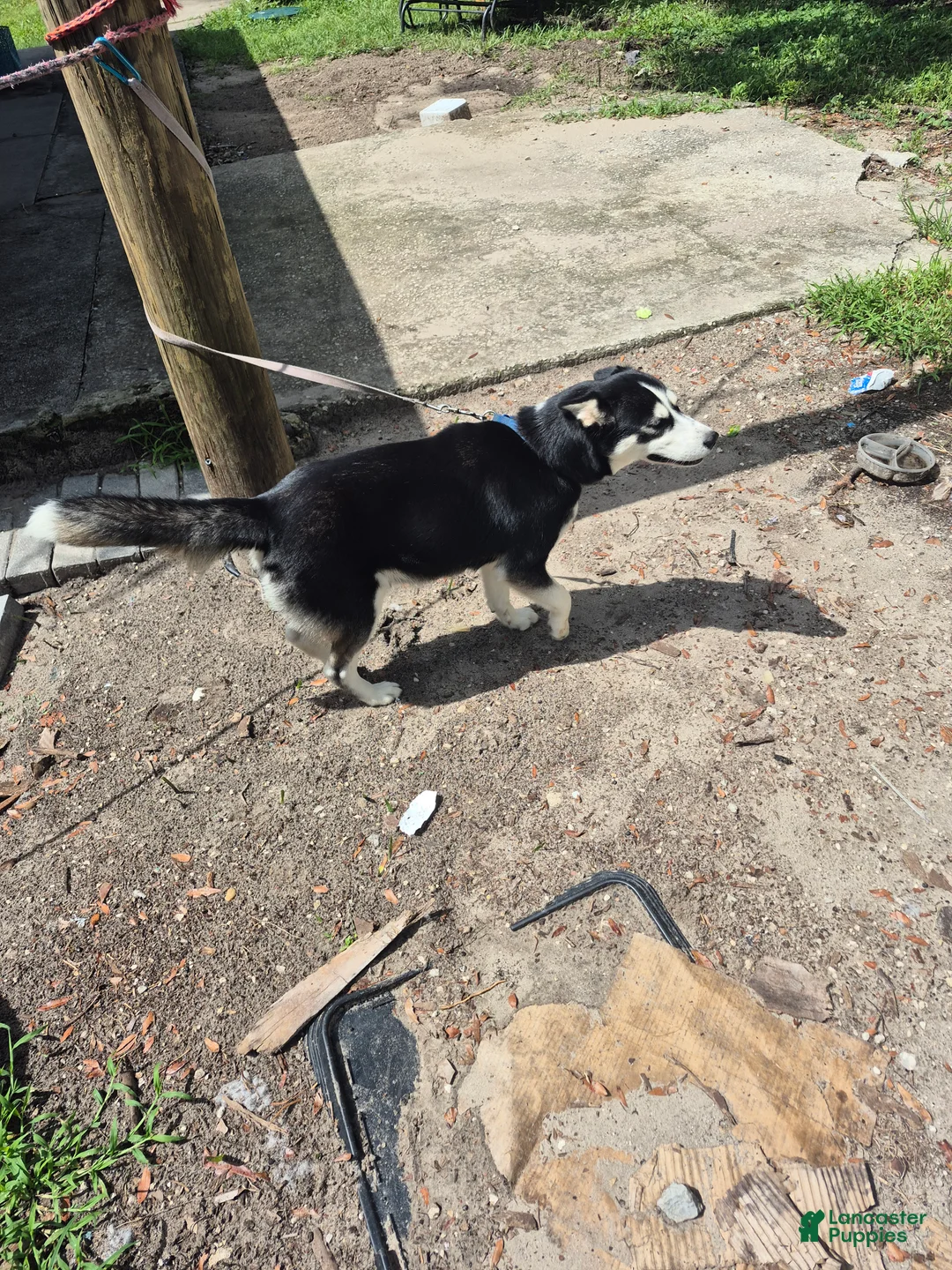 Mixed Breed dogs for sale: Mixed Breed 6 - Ad 1