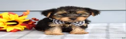 Yorkshire Terrier dogs for sale: Carter - Ad 6