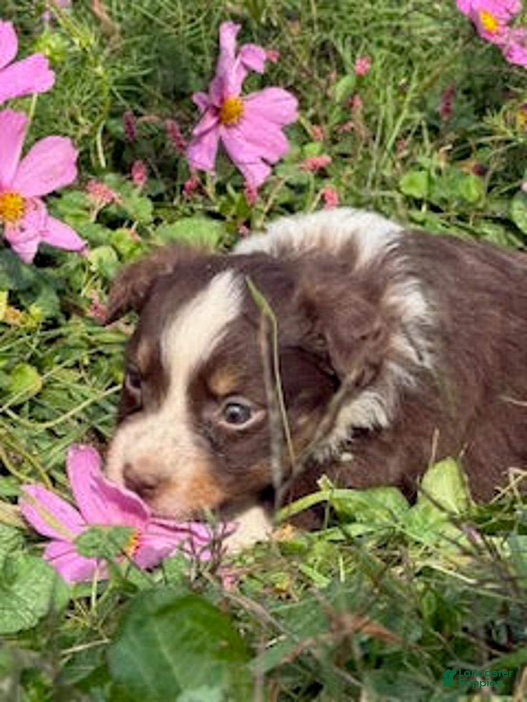 Miniature Australian Shepherd dogs for sale: Mavis - Ad 1