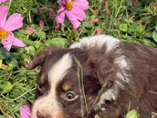 Miniature Australian Shepherd dogs Mavis - Ad 26