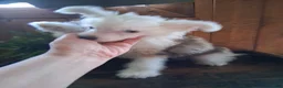 Chinese Crested dogs for sale: Chinese Crested 1 - Ad 4