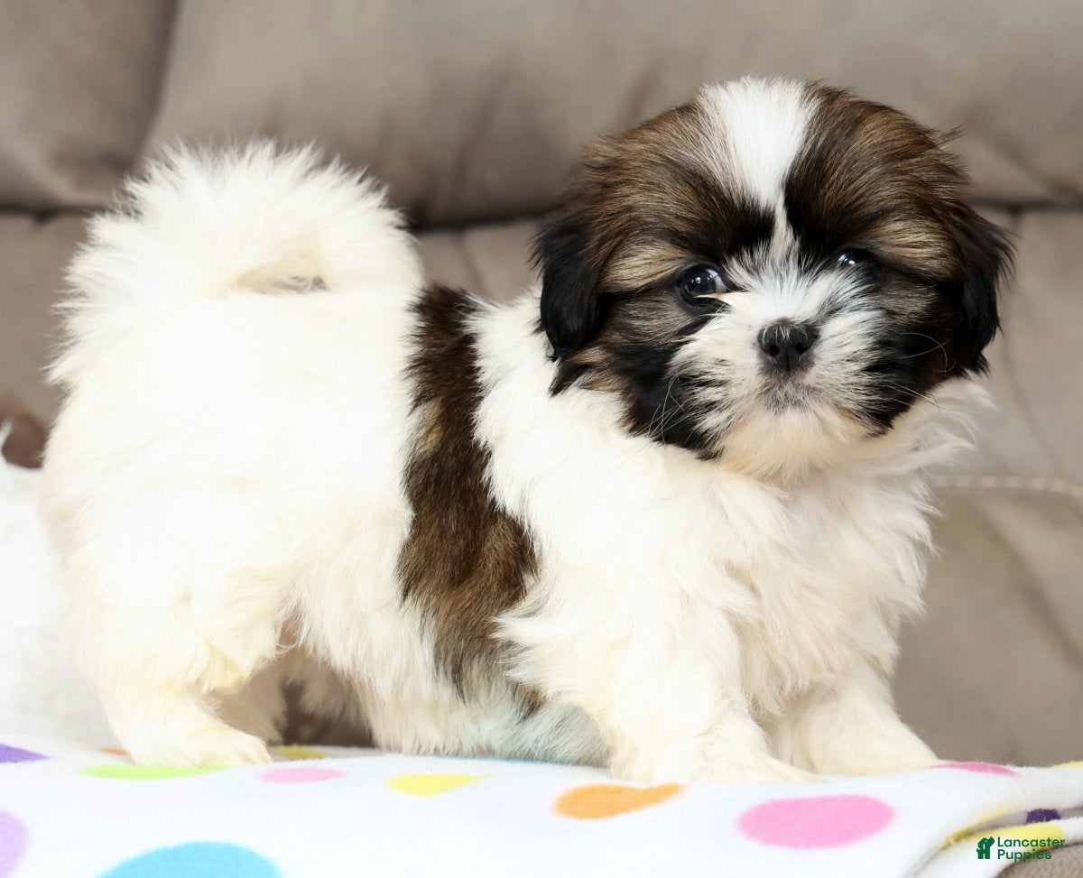 Shih Tzu dogs Everest - Ad 1