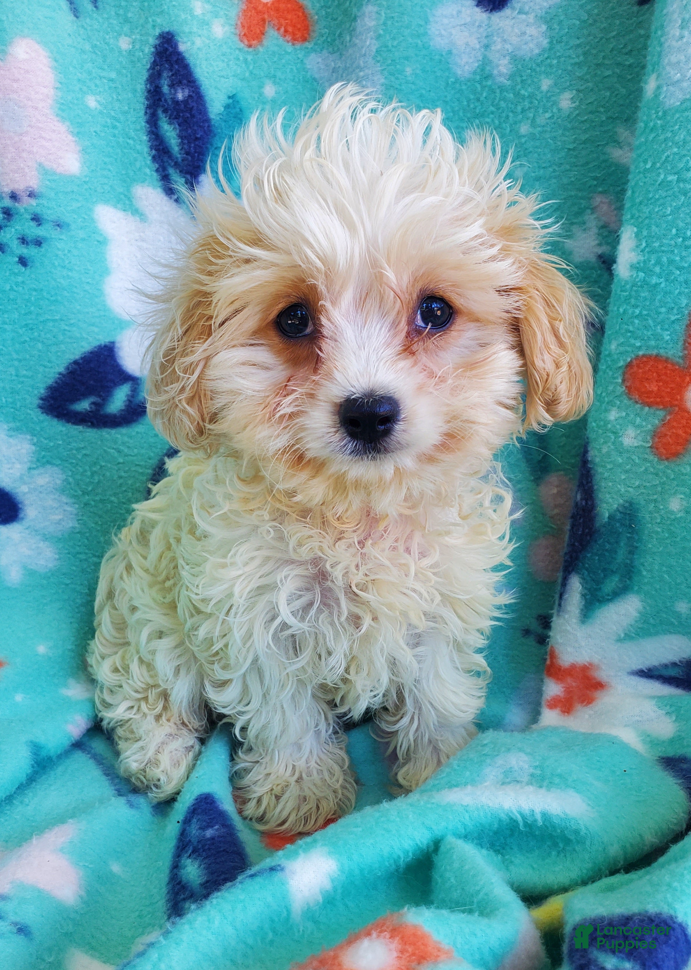 Cavachon dogs Harry - Ad 2
