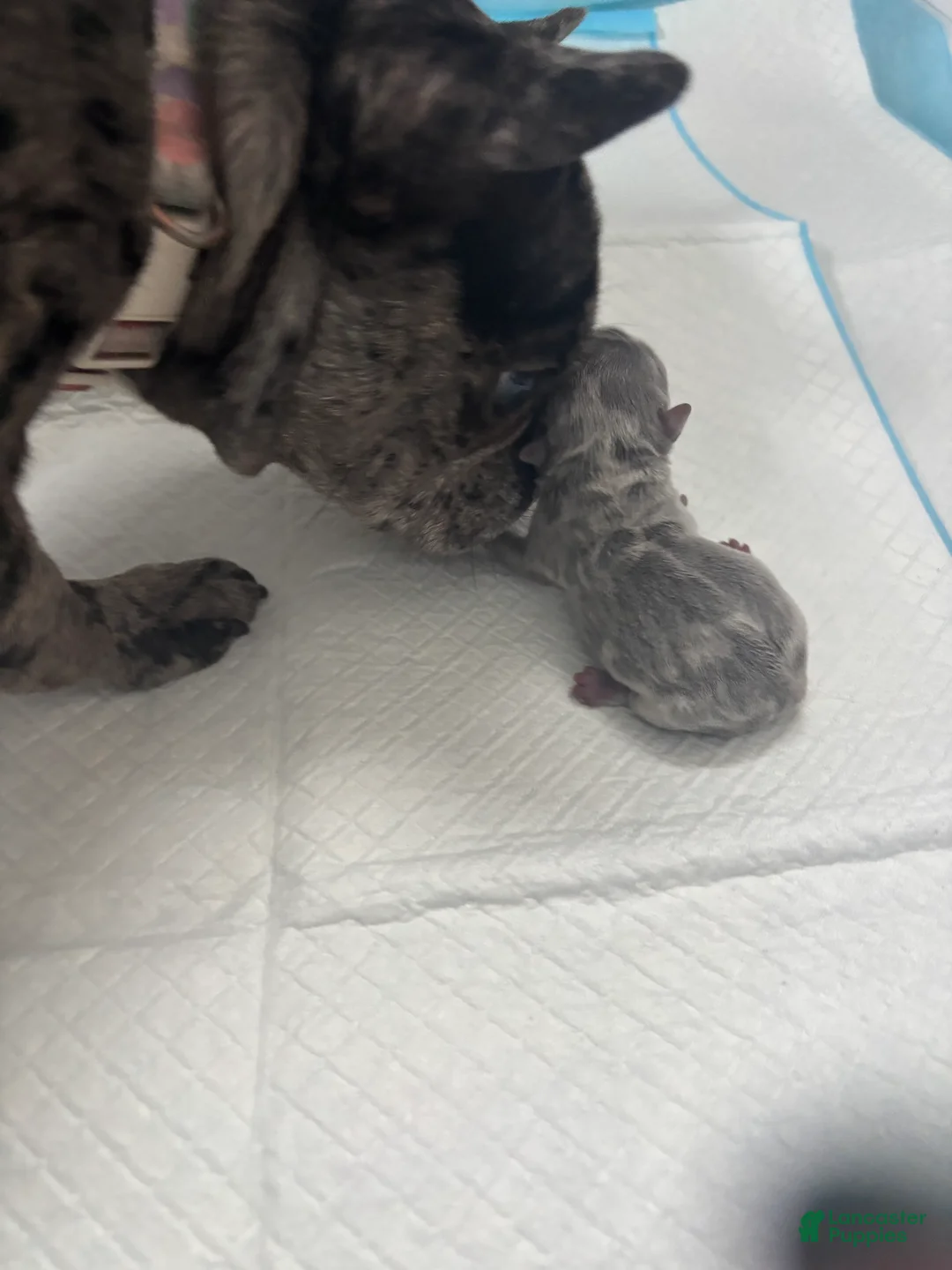 Mixed Breed dogs for sale: Mixed Breed Puppy 9 - Ad 2