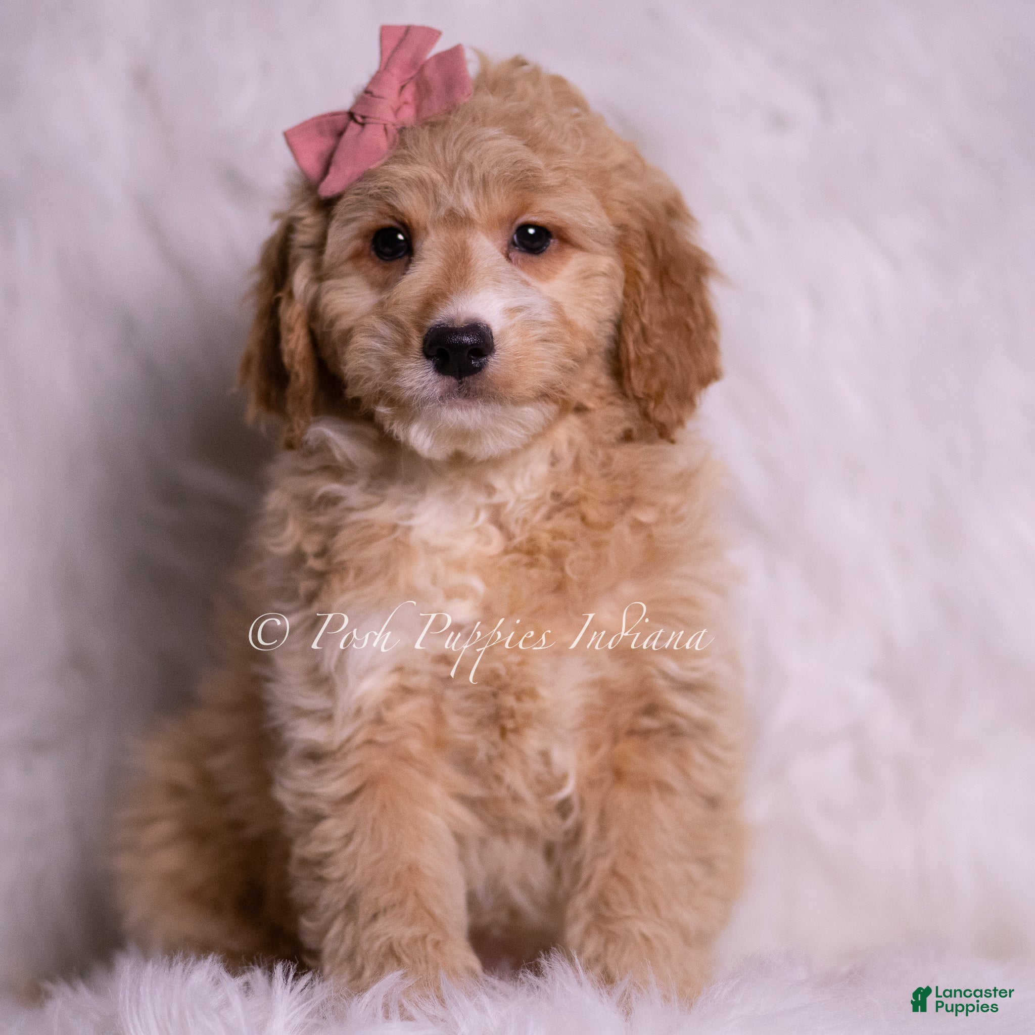 Mini Goldendoodle dogs Sara - Ad 25