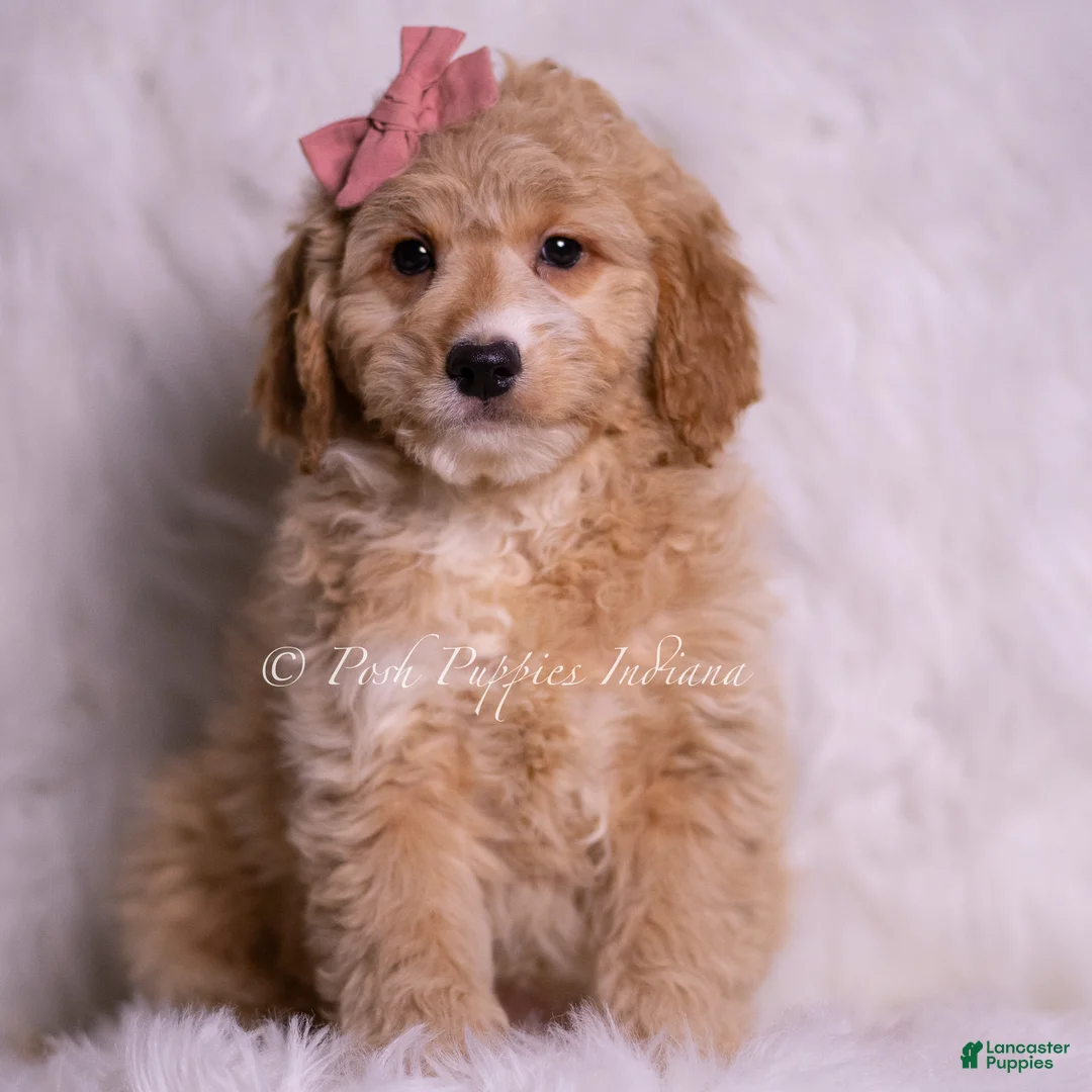 Mini Goldendoodle dogs for sale: Sara - Ad 1