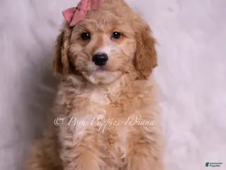 Mini Goldendoodle dogs Sara - Ad 25