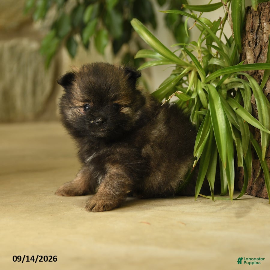 Pomeranian dogs Elvis - Ad 2