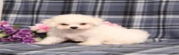 Bichon Frise dogs for sale: Kanga - Ad 4