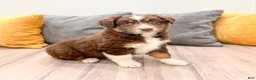 Australian Shepherd dogs for sale: Lady - Ad 3