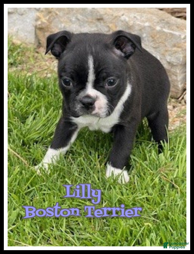 Boston Terrier dogs Lilly - Ad 1