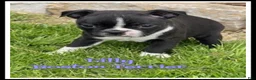 Boston Terrier dogs for sale: Lilly - Ad 1