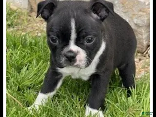 Boston Terrier dogs for sale: Lilly - Ad 4