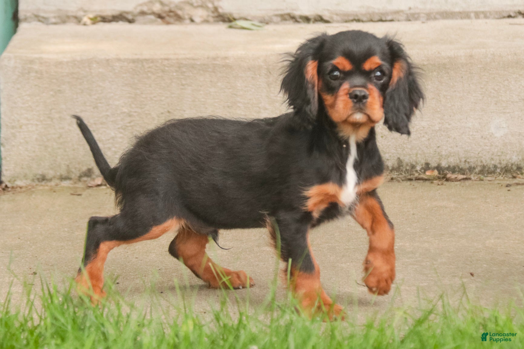 Cavalier King Charles Spaniel dogs Loki Cavalier King Charles Spaniel - Ad 2