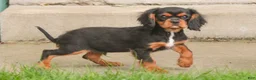 Cavalier King Charles Spaniel dogs for sale: Loki Cavalier King Charles Spaniel - Ad 2