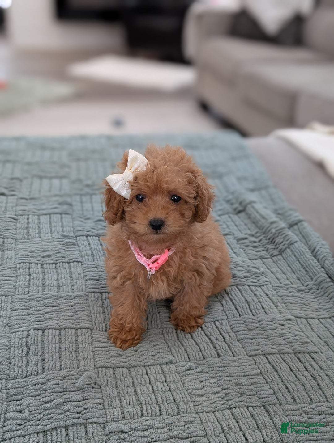 Toy Poodle dogs for sale: Amelia  - Ad 1